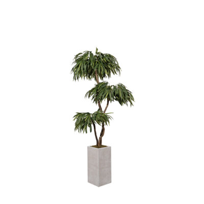 Weeping Ficus Tree in Everett Planter 7' - 321910
