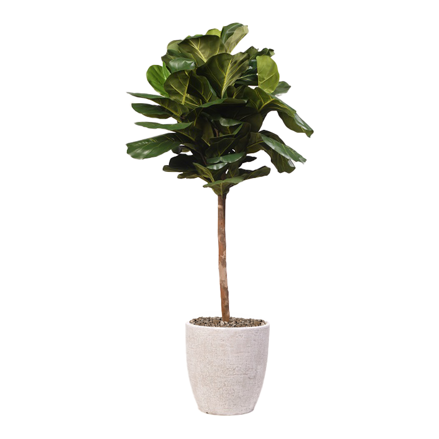 Fiddle Leaf Fig in Hudson Planter 5.5' - 321913