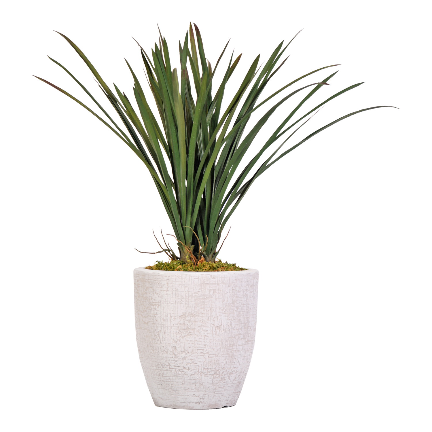 Areca Grass in Hudson Planter 2.3' - 321914
