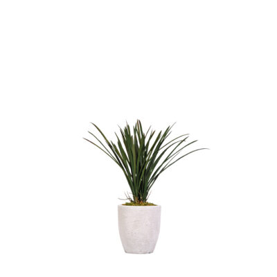 Areca Grass in Hudson Planter 2.3' - 321914