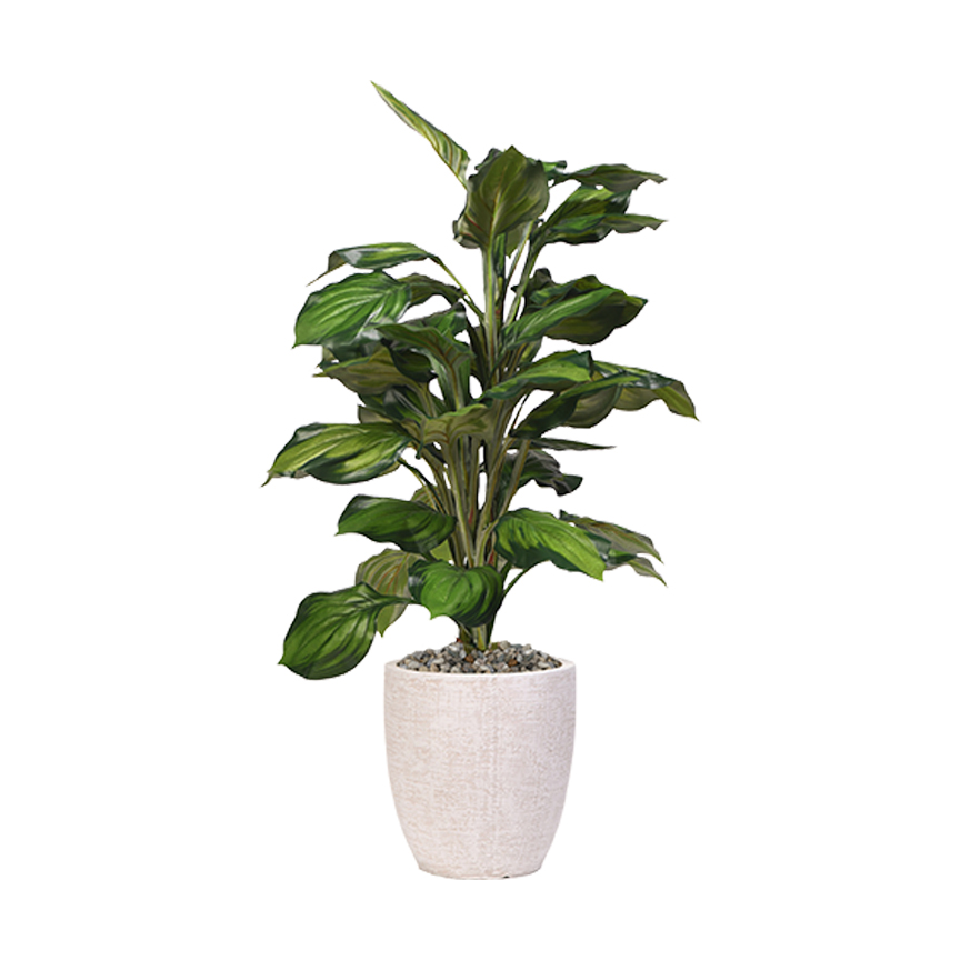 Hosta Plant in Hudson Planter 3.5' - 321916 - Image 2