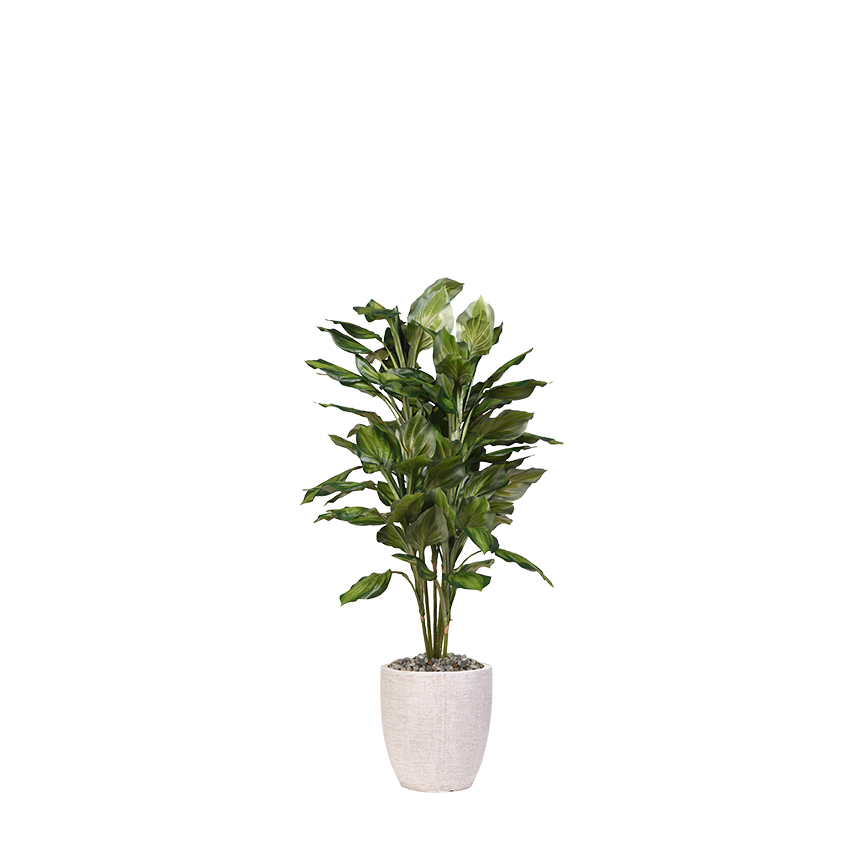 Hosta Plant in Hudson Planter 4.6' - 321917