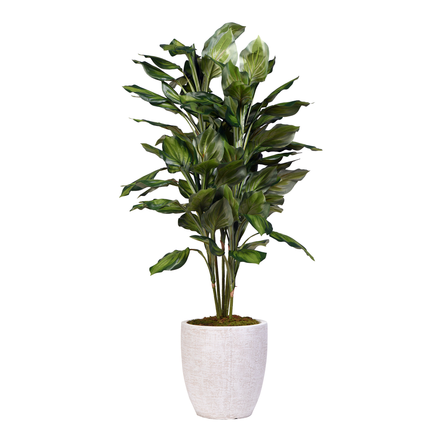 Hosta Plant in Hudson Planter 4.6' - 321917