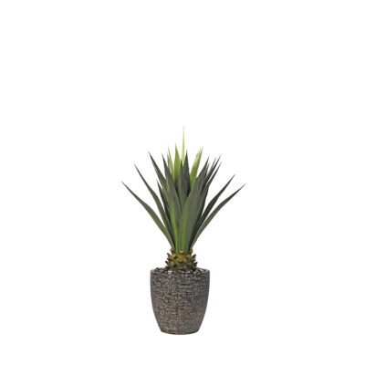 Agave Jumbo Plant in Hudson Planter 4.3' - 321918