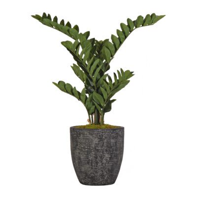 Zamiifolia Plant in Sawyer Planter - 321919