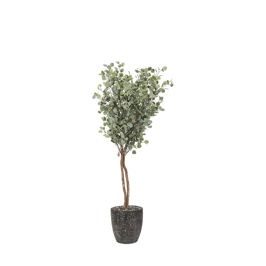 Eucalyptus Tree in Sawyer Planter 7' - 321920