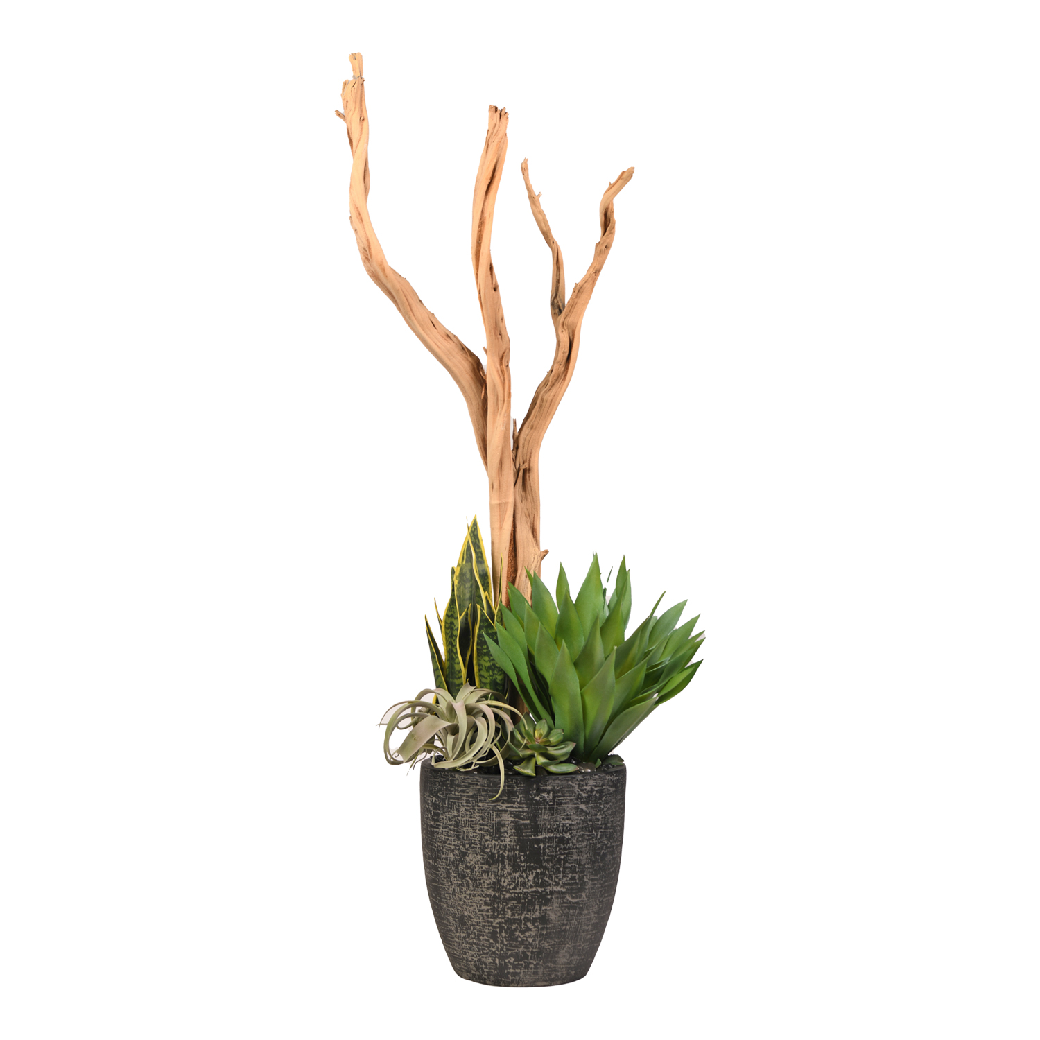 Ghostwood & Assorted Succulents in Hudson Planter 5' - 321925