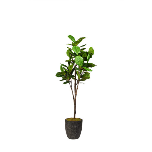 Fiddle Leaf Fig in Sawyer Planter 7' - 321927