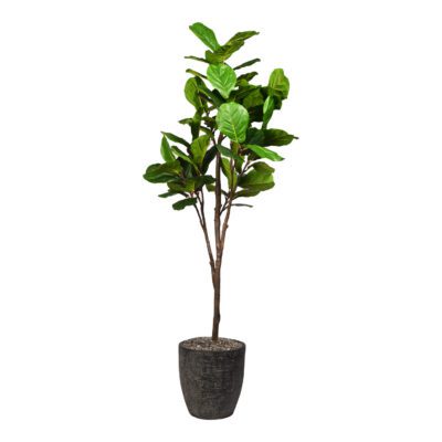 Fiddle Leaf Fig in Sawyer Planter 7' - 321927