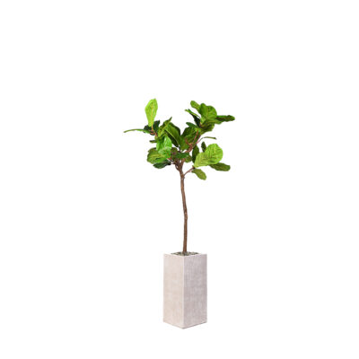 Fiddle Leaf Fig in Everett Planter 6' - 321928