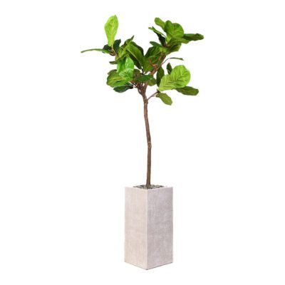 Fiddle Leaf Fig in Everett Planter 6' - 321928