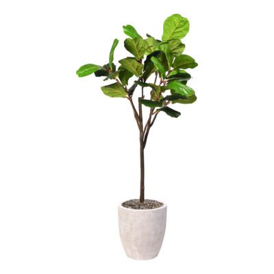 Fiddle Leaf Fig in Hudson Planter 5' - 321929