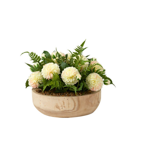 Cream Dahlias with Leather Fern in Ambrose Flat Bowl - 224008