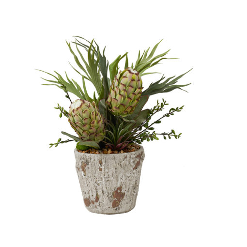 Green Proteas, Succulents, and Staghorn Fern in Large Genevieve Planter - 224012