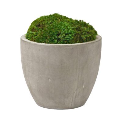 Preserved Mood Moss in Small Newport Planter - 224015