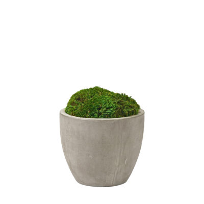 Preserved Mood Moss in Small Newport Planter - 224015