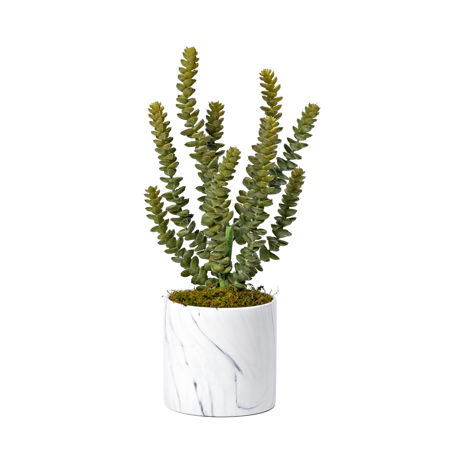 Donkey Tail in Small Cora Vase - 224041