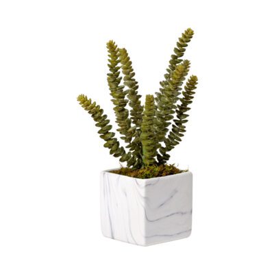 Donkey Tail in Small Square Cora Vase - 224042