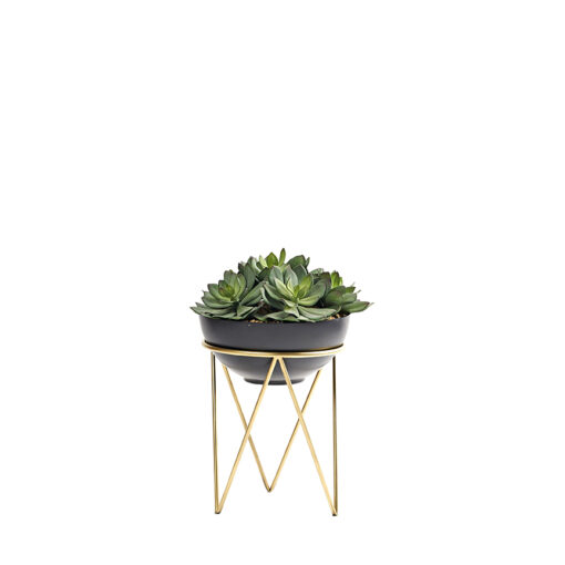Green Frosted Echeveria in Estelle Planter - 224043