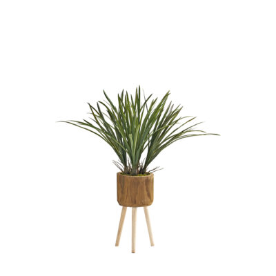 Areca Grass in Asher Planter with Legs 3.1' - 224044