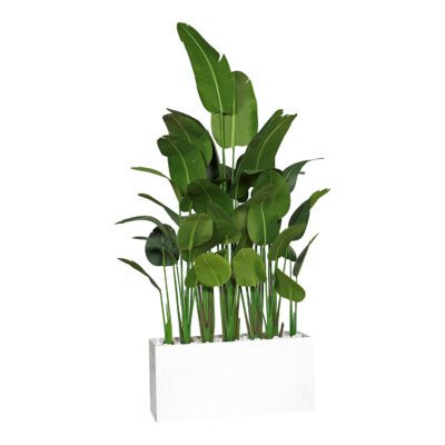 8' Traveler Palm Screen in White Rectangle Planter - 322401