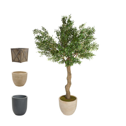 Weathered Olive Tree 10' - 979