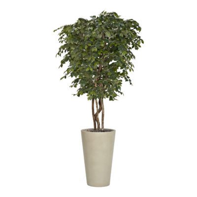 Sakaki Tree in Matte Planter 8' - 322404