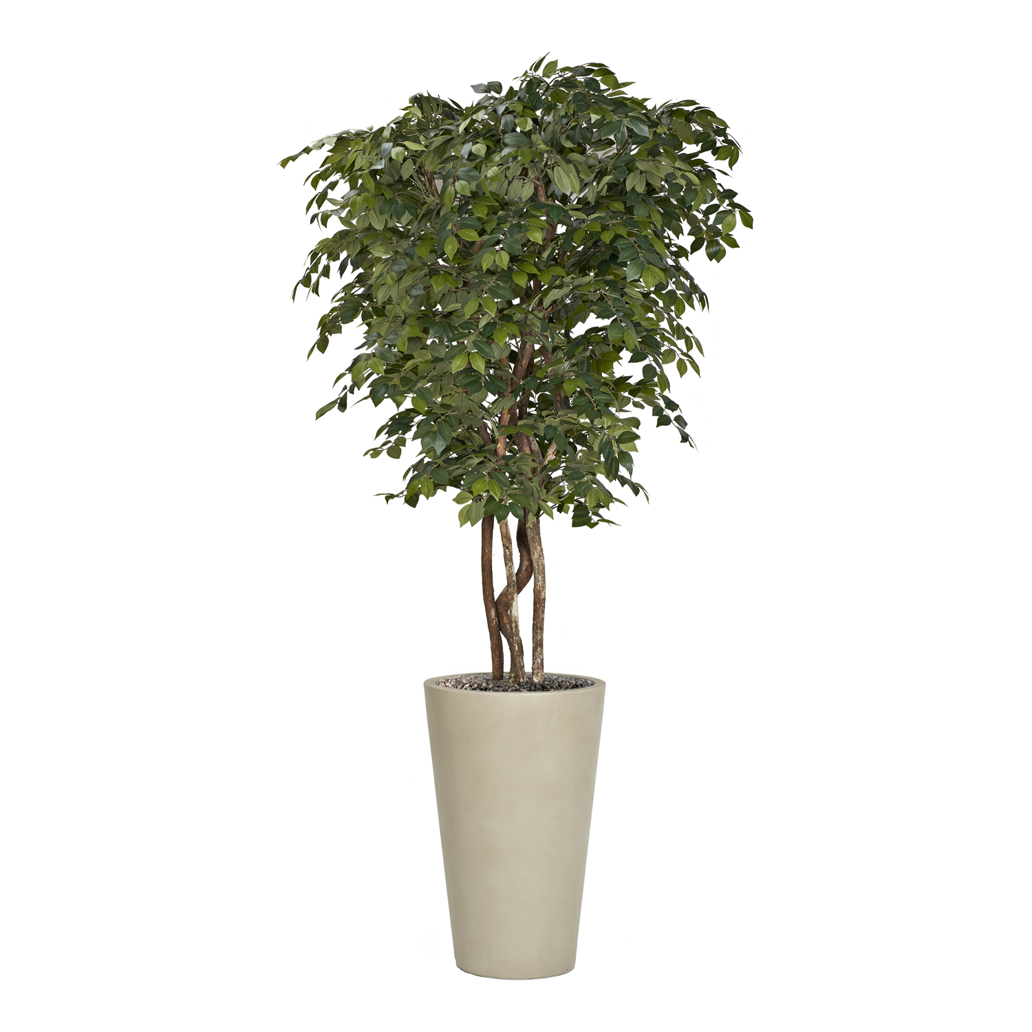 Sakaki Tree in Matte Planter 8' - 322404