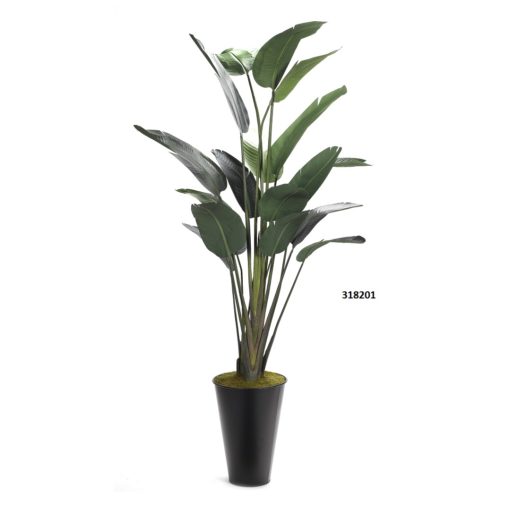Traveler Palm in Tall Round Black Metal Planter 8' - 318201