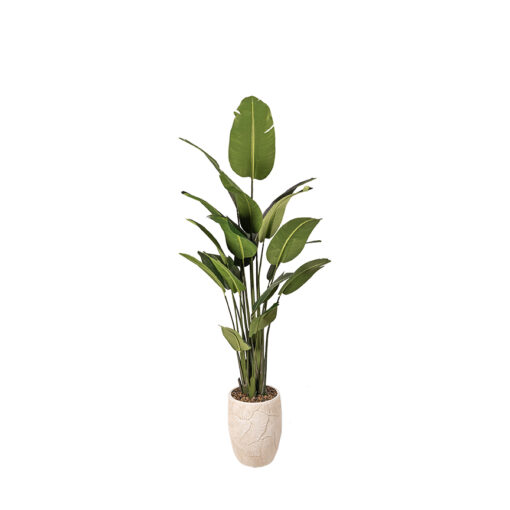 Traveler Palm 8.5' - 728-3101 - Image 2