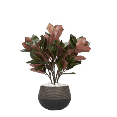 Magnolia Branches in Black Clay Planter - 225050