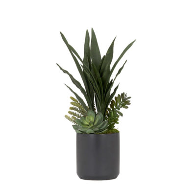 Sansevieria Plant with Echeveria and Jade Plant in Matte Black Planter - 225052