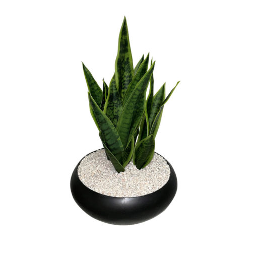 Sansevieria Leaves in Black Bowl - 225059