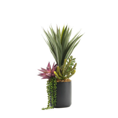 Yucca Plant with Aloe & Succulents in Round Black Planter - 225065