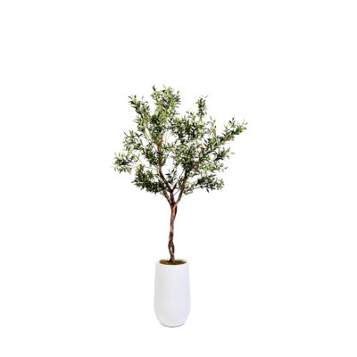 Fruitless Olive Tree in Quinn Planter 7' - 321601