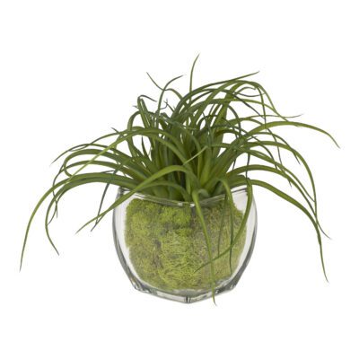 Tillandsia with Preserved Moss in Bevel Vase - 225054