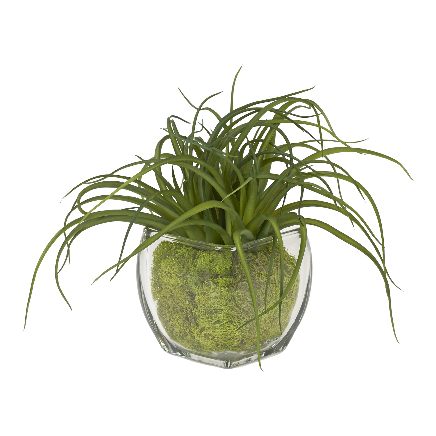 Tillandsia with Preserved Moss in Bevel Vase - 225054