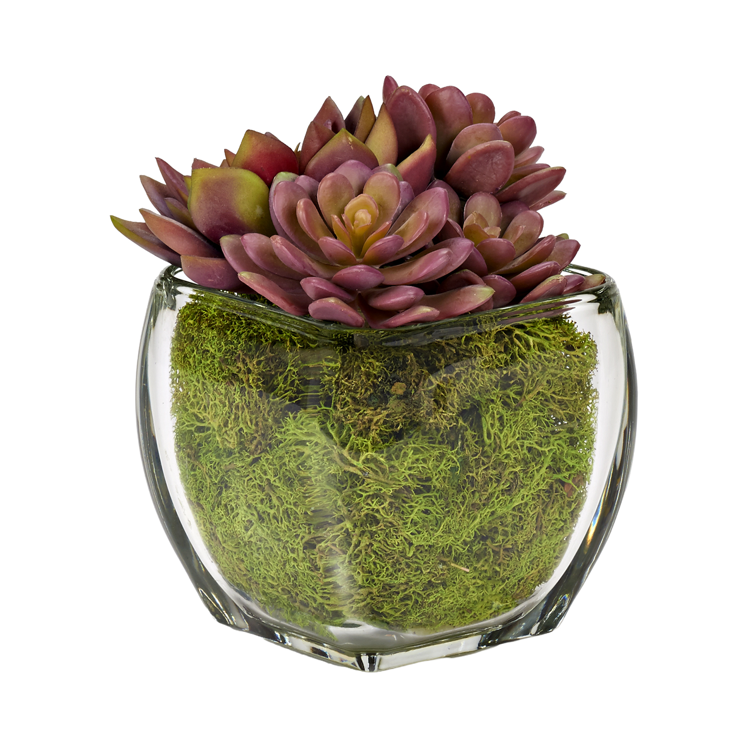 Echeveria with Preserved Moss in Bevel Vase - 225056