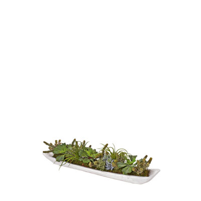 Assorted Succulents in Fortune Wood Tray - 225057