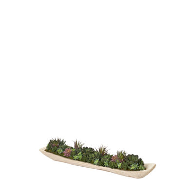 Assorted Mini Succulents in Fortune Wood Tray - 225058
