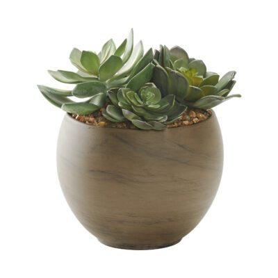 Echeveria in Round Brown Marble Planter - 225060