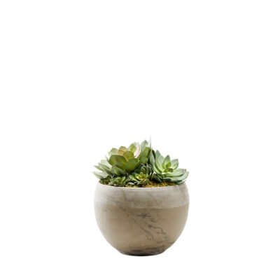 Assorted Echeverias in Round Brown Marble Planter - 225062