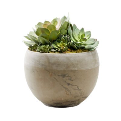 Echeverias in Round Brown Marble Planter - 225062