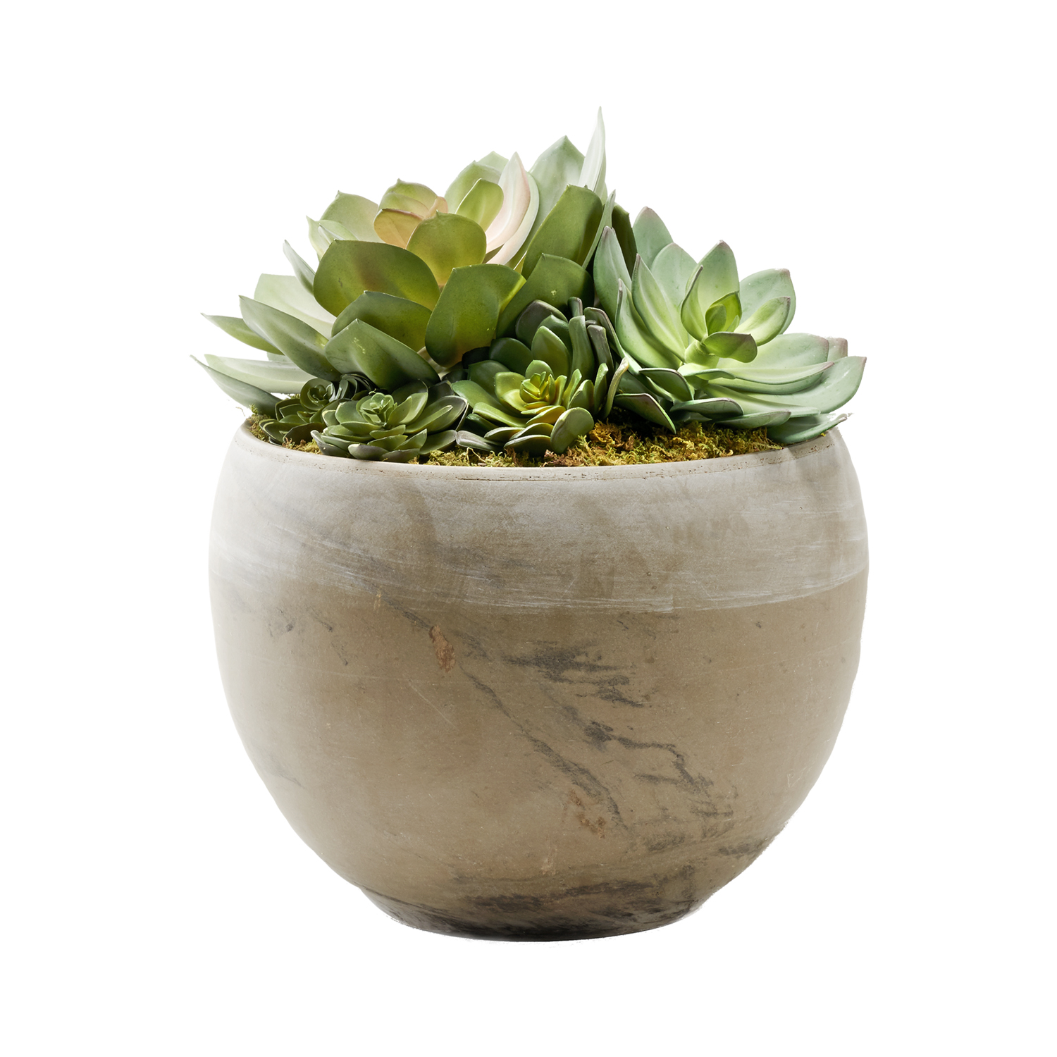 Echeverias in Round Brown Marble Planter - 225062