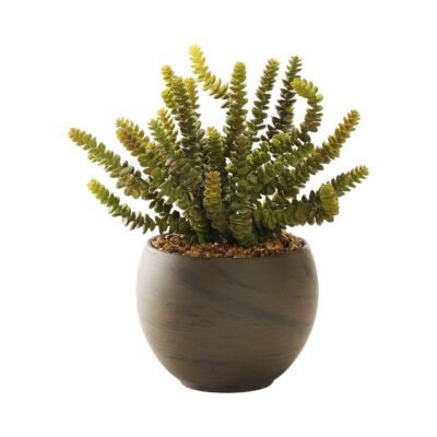 Donkey Tail in Round Brown Marble Planter - 225063