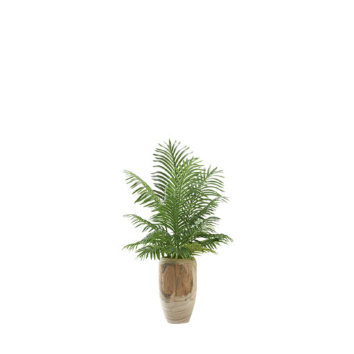 Hawaiian Palm Fronds in Yucca Vase - 225066