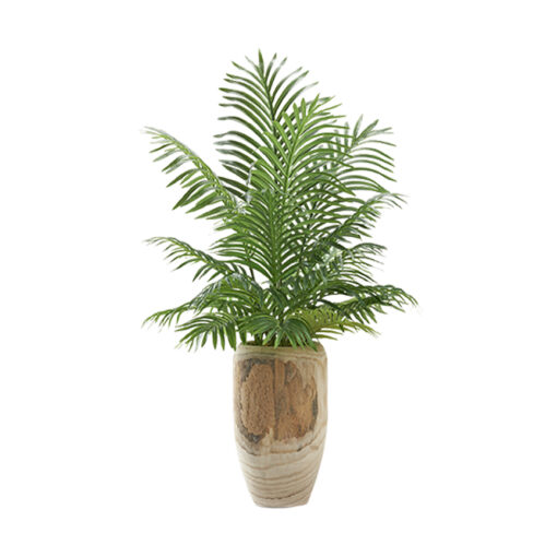 Hawaiian Palm Fronds in Yucca Vase - 225066 - Image 2