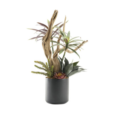 Assorted Succulents & Ghostwood in Large Black Matte Kendall Pot - 227009