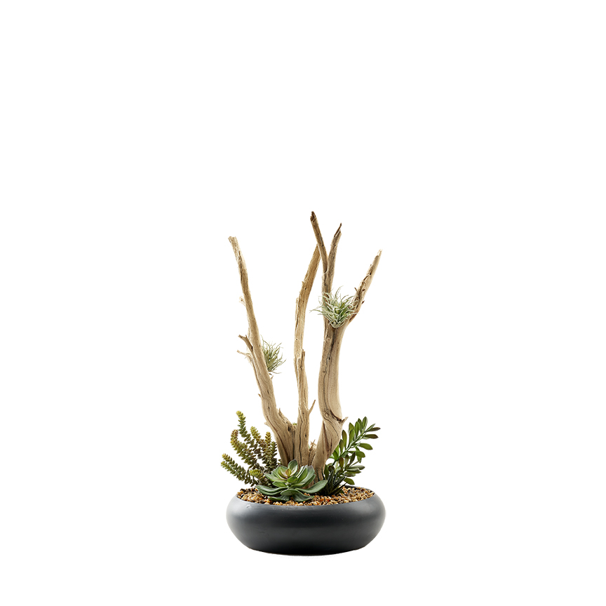 Assorted Succulents & Ghostwood in Large Black Simply Low Bowl - 227010