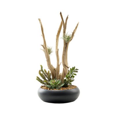 Ghostwood & Assorted Succulents in Large Black Simply Low Bowl - 227010